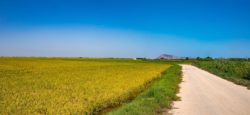 Camino de ruta ecoturística por los arrozales de Cullera